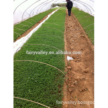 Hot Sale Stevia Seeds High Yield Stevia Farm Plant Seeds For Cultivation